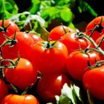Tomaten gießen - so geht´s richtig