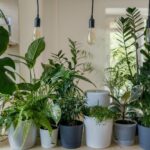 Hauspflanzen für Anfänger